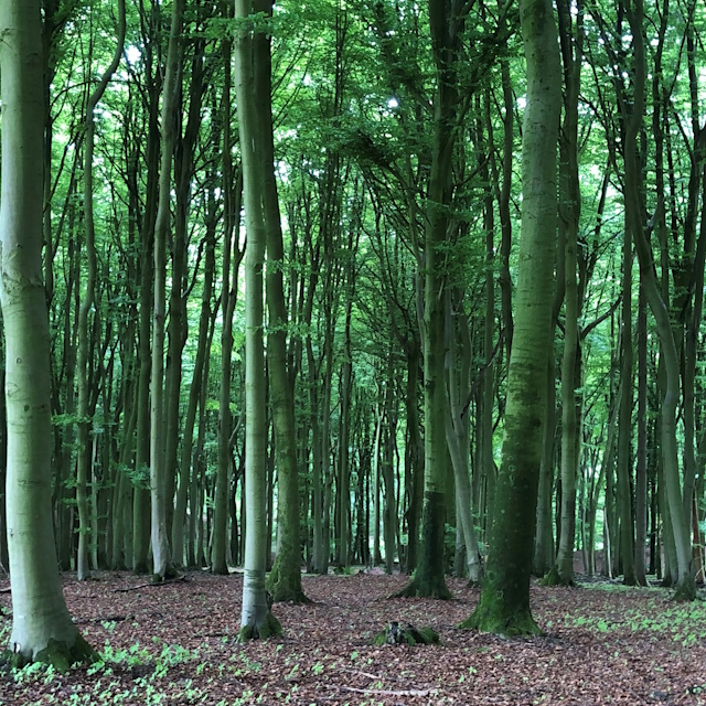 Buchenhain im Teutoburger Wald