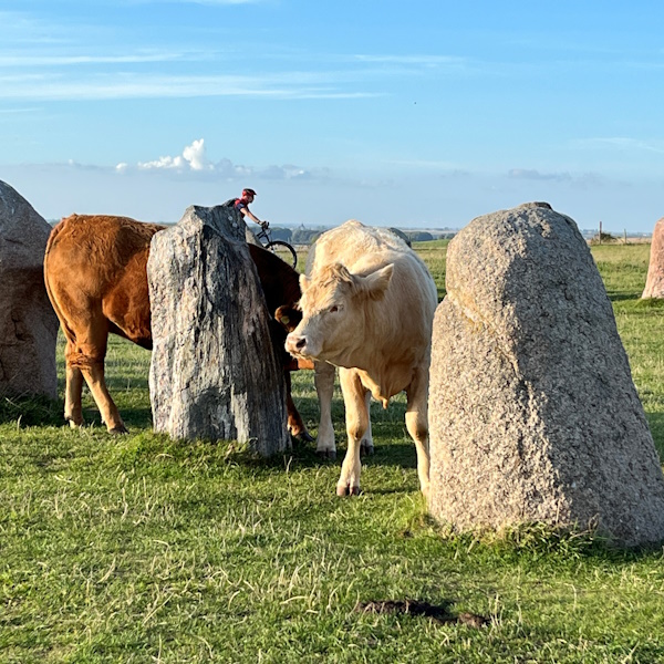 Ales Stenar mit Kühen